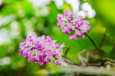 Mor orkideler güzel buket