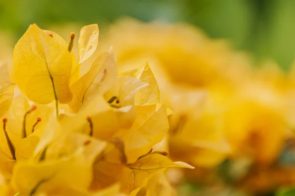 Naranja Bougainvillea flores . — Foto de Stock