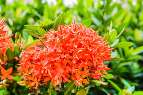 Photos red Ixora flowers — Stock Photo, Image