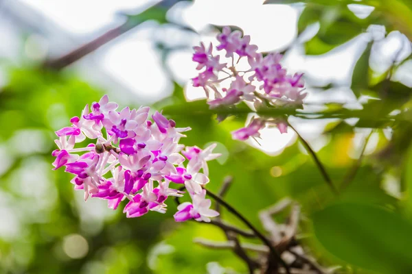 Beautiful bouquet of purple orchids — Stock Photo, Image