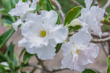 Beyaz çöl çiçeği, adenium obesum