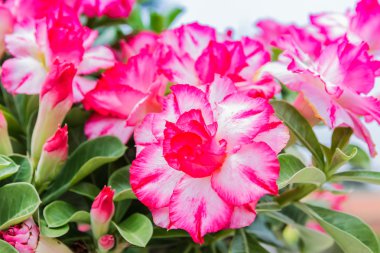 Beyaz ve pembe çöl çiçeği, adenium obesum