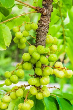 yıldız bektaşi üzümü