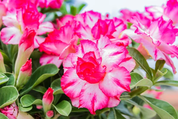 White and pink Desert Flower, adenium obesum — Stock Photo, Image