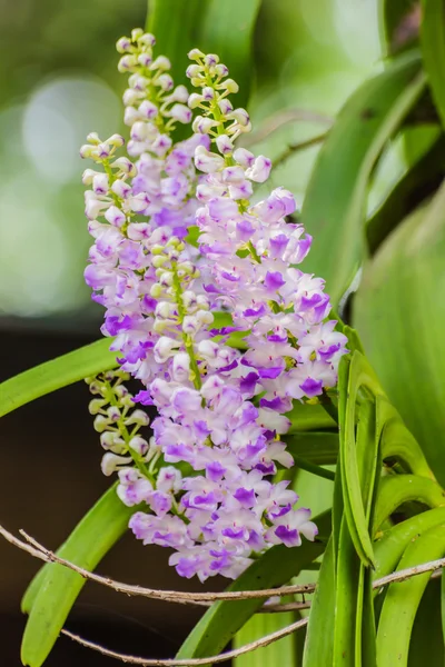 Beautiful bouquet of purple orchids — Stock Photo, Image