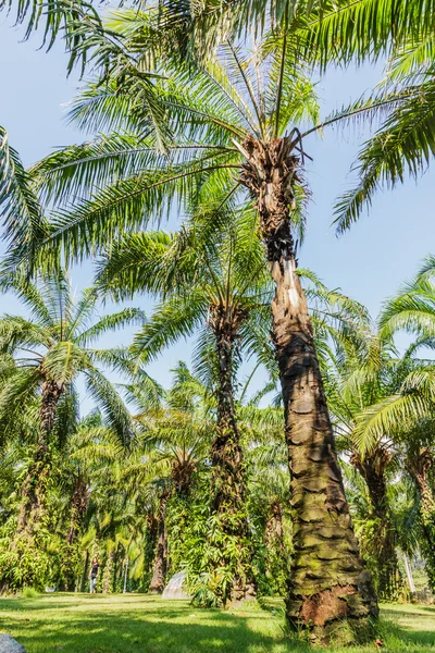 Plantacja Palm — Zdjęcie stockowe