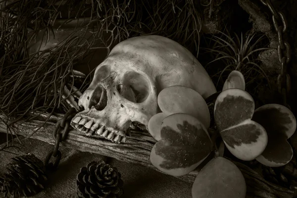 Natureza morta com um crânio humano com plantas do deserto . — Fotografia de Stock