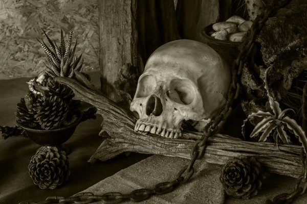 砂漠の植物と人間の頭蓋骨のある静物. — ストック写真