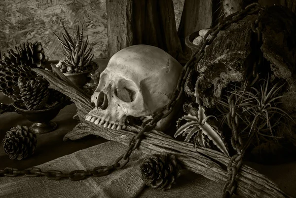 Naturaleza muerta con un cráneo humano con plantas desérticas . —  Fotos de Stock