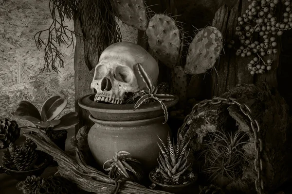 Still life with a human skull with desert plants. — Stock Photo, Image