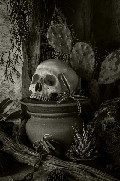 Stillleben mit menschlichem Schädel mit Wüstenpflanzen. — Stockfoto