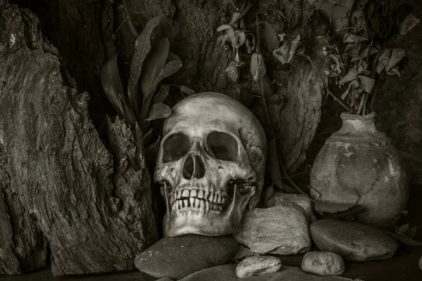 Stillleben mit menschlichem Schädel mit Wüstenpflanzen, Kakteen, Rosen — Stockfoto