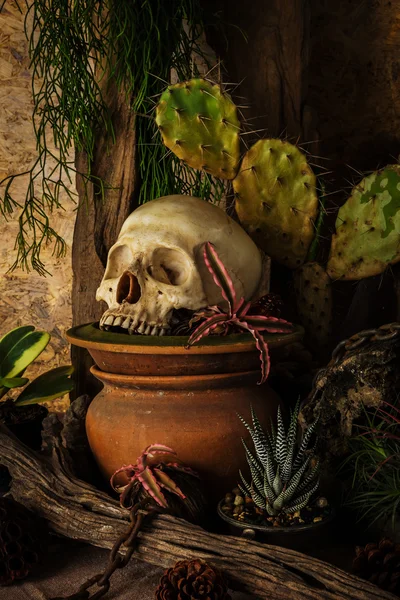 Naturaleza muerta con un cráneo humano con plantas desérticas . — Foto de Stock