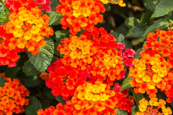 Prachtige kleurrijke Hedge bloem, huilen Lantana — Stockfoto