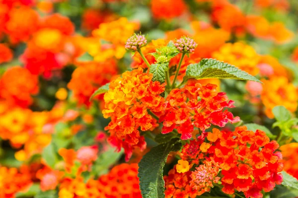 Bella siepe colorata fiore, pianto Lantana — Foto Stock