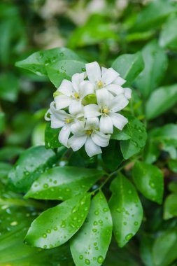 Kozmetik Bark Tree, saten-ahşap