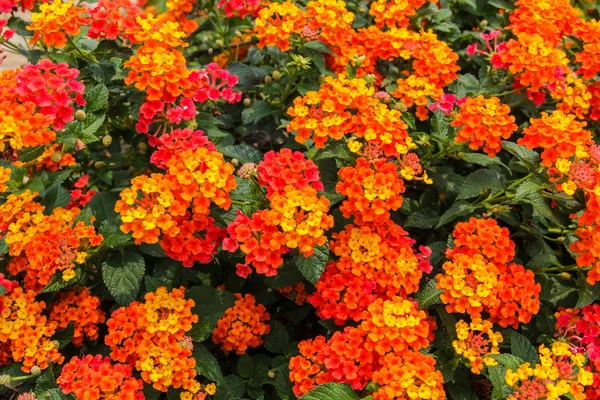 Bella siepe colorata fiore, pianto Lantana — Foto Stock