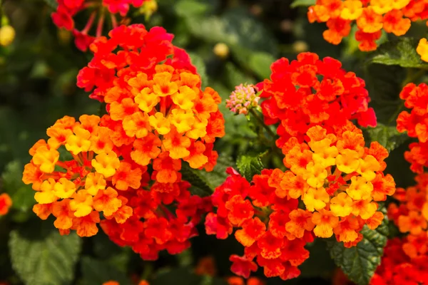 Güzel renkli çit çiçek, Lantana ağlayan — Stok fotoğraf