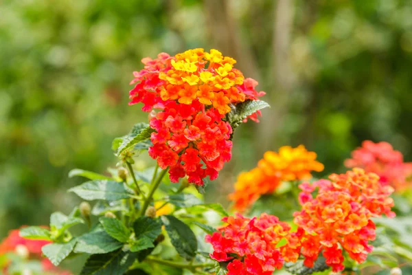 Hermosa flor de seto colorido, Lantana llorando — Foto de Stock