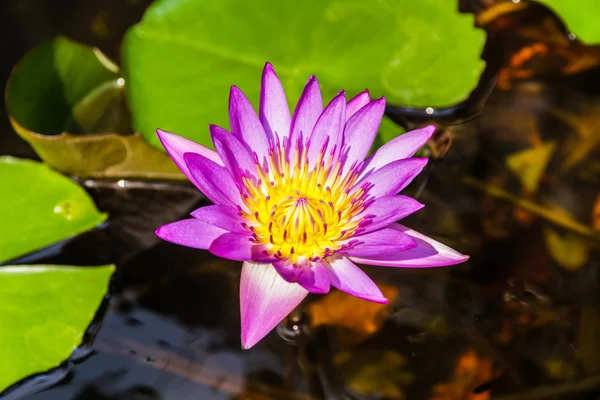 Lirio de loto púrpura o lirio de agua púrpura en estanque — Foto de Stock