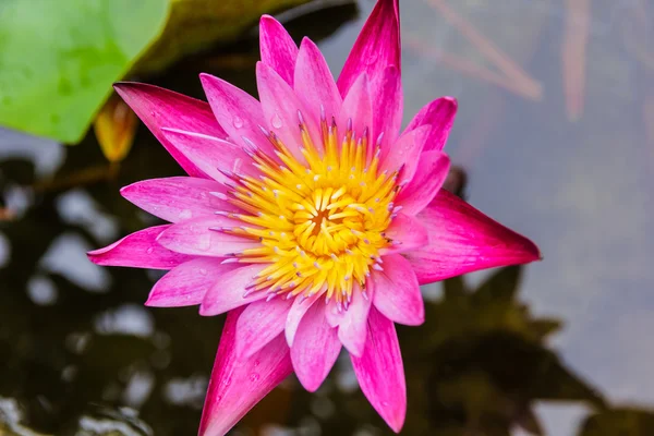 Purple lotus or purple water lily in pond — Stock Photo, Image