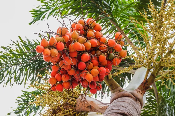 Colore rosso Ceretta di tenuta palma Frutta — Foto Stock