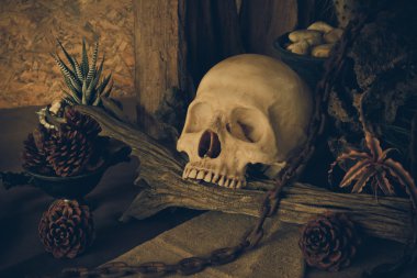 çöl bitkileri ile bir insan kafatası ile natürmort.