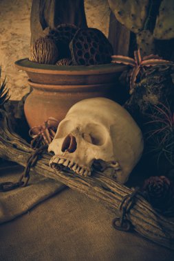 çöl bitkileri ile bir insan kafatası ile natürmort.