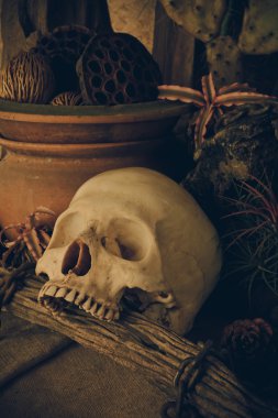 çöl bitkileri ile bir insan kafatası ile natürmort.