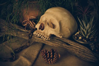 çöl bitkileri ile bir insan kafatası ile natürmort.