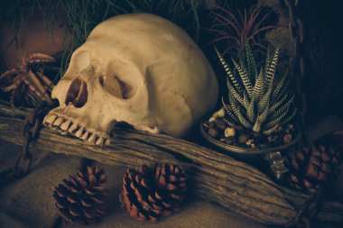 çöl bitkileri ile bir insan kafatası ile natürmort.