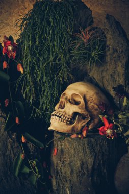 çöl bitkileri, kaktüs, gül ile bir insan kafatası ile natürmort 