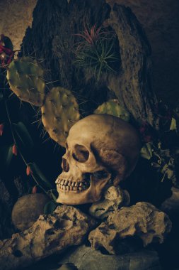 çöl bitkileri, kaktüs, gül ile bir insan kafatası ile natürmort 