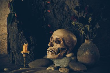 çöl bitkileri, kaktüs, gül ile bir insan kafatası ile natürmort 