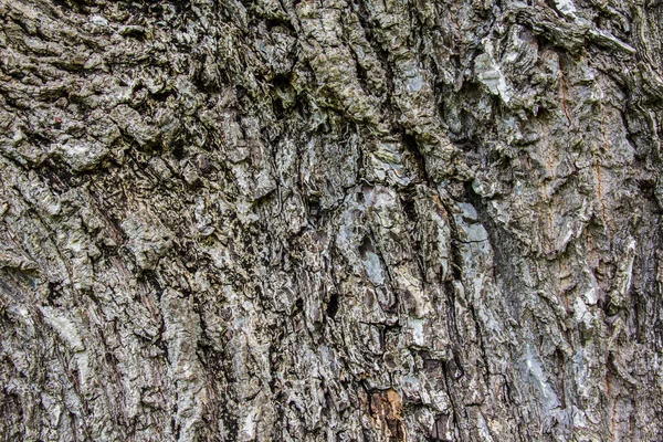 Pattern background of trees — Stock Photo, Image