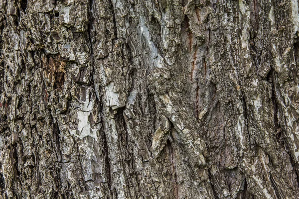 Pattern background of trees — Stock Photo, Image