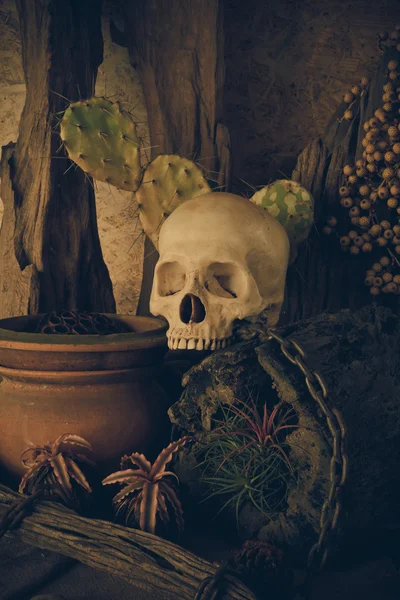 Stilleben med en mänsklig skalle med växter öken. — Stockfoto