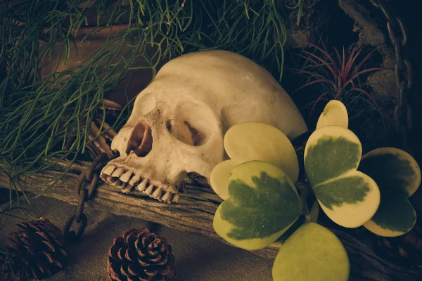 Stillleben mit menschlichem Schädel mit Wüstenpflanzen. — Stockfoto