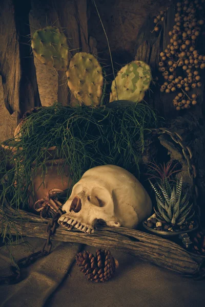 砂漠の植物と人間の頭蓋骨のある静物. — ストック写真