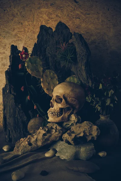 çöl bitkileri, kaktüs, gül ile bir insan kafatası ile natürmort 
