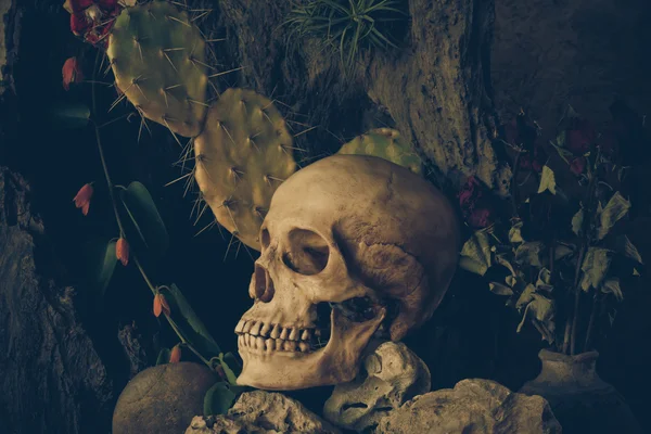 Νεκρή φύση με ένα ανθρώπινο κρανίο με έρημο φυτά, κάκτος, τριαντάφυλλα — Φωτογραφία Αρχείου