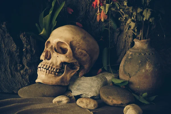 Натюрморт с человеческим черепом с пустынными растениями, кактусами, розами — стоковое фото