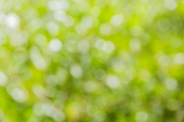 Soyut bokeh ve bulanık yeşil doğa arka plan 