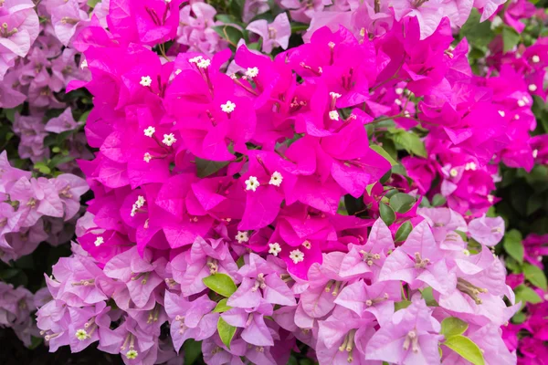 Pink bougainvillea  flowers — Stock Photo, Image