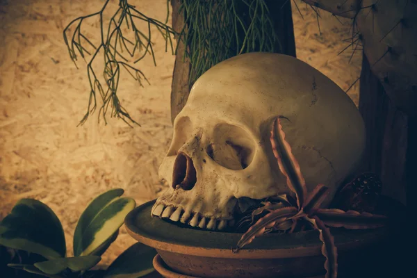 Still life with a human skull with desert plants. — Stock Photo, Image