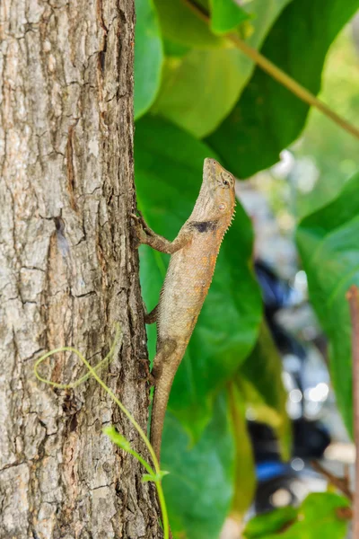 Closeup yellow crested lizard — Stock Photo, Image