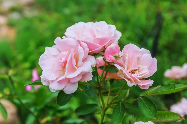 Pink roses in the garden — Stock Photo, Image