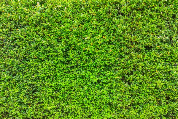 Folhas verdes frescas no jardim — Fotografia de Stock