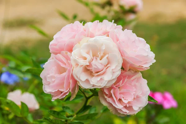 Pink roses — Stock Photo, Image