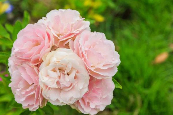 Pink roses — Stock Photo, Image